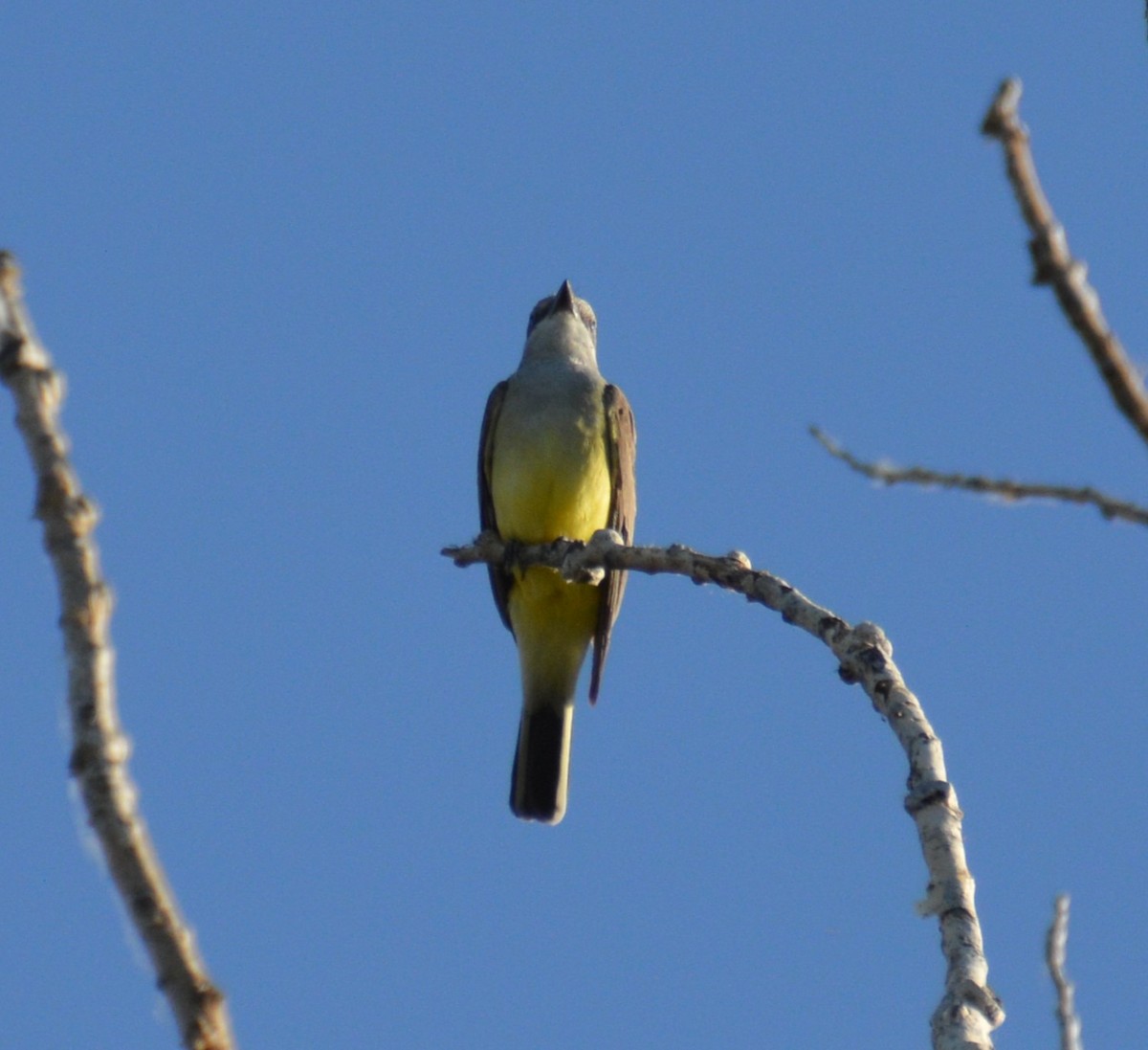 Western Kingbird - ML620150498