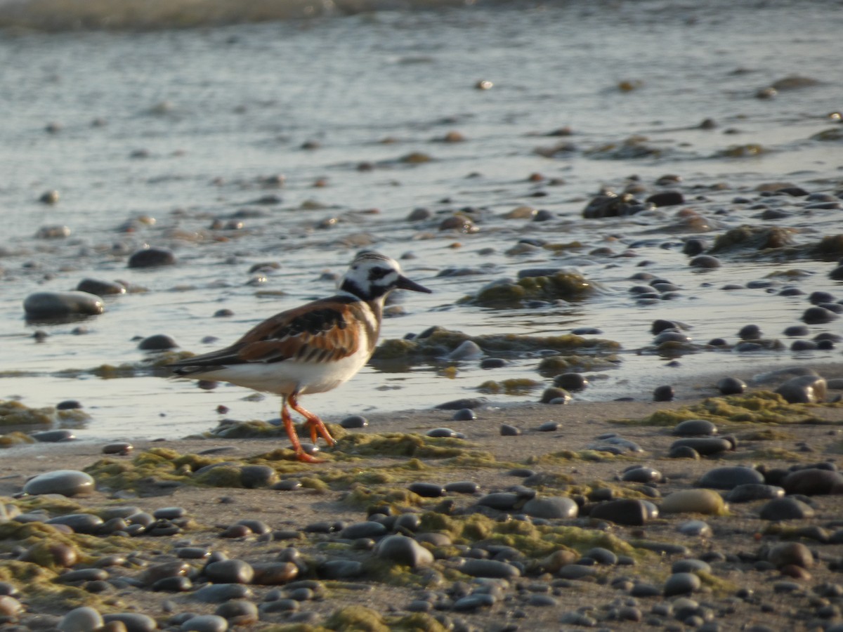 Ruddy Turnstone - ML620150518