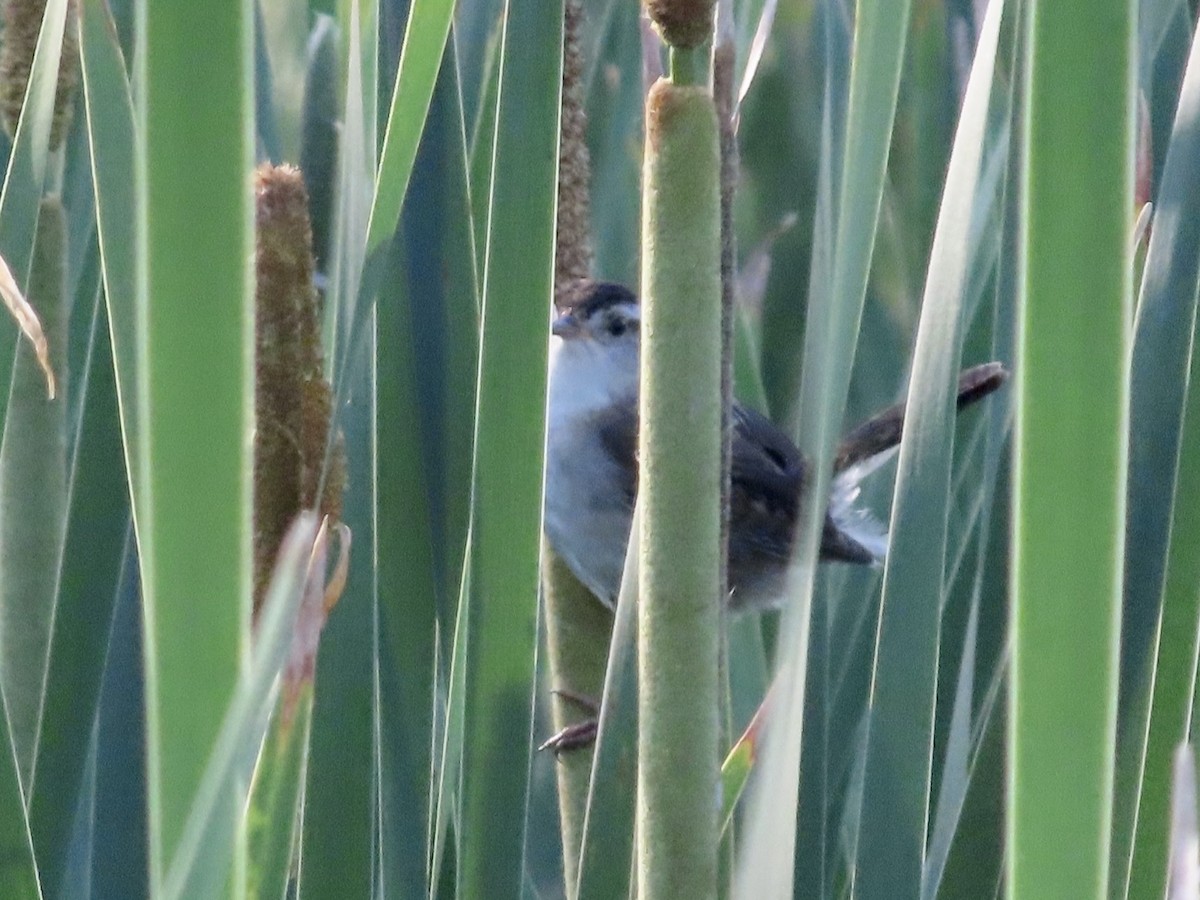 Marsh Wren - ML620150528