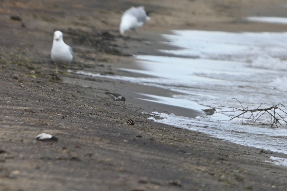 Semipalmated Sandpiper - ML620150529