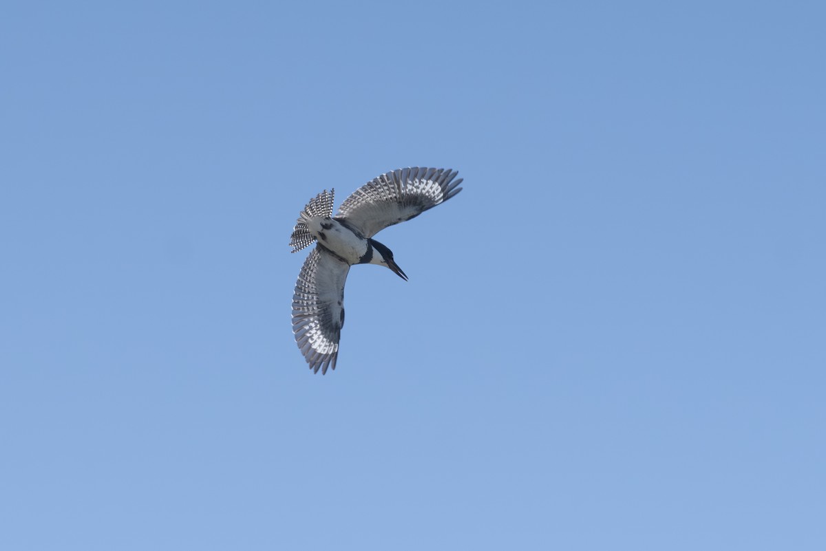 Belted Kingfisher - ML620150537