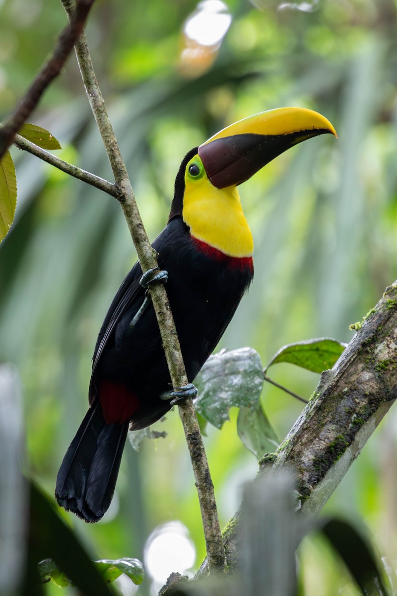 Toucan tocard (swainsonii) - ML620150540