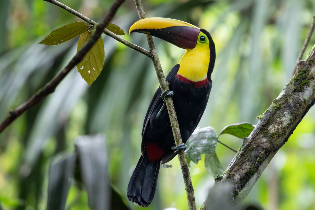 Yellow-throated Toucan (Chestnut-mandibled) - ML620150541