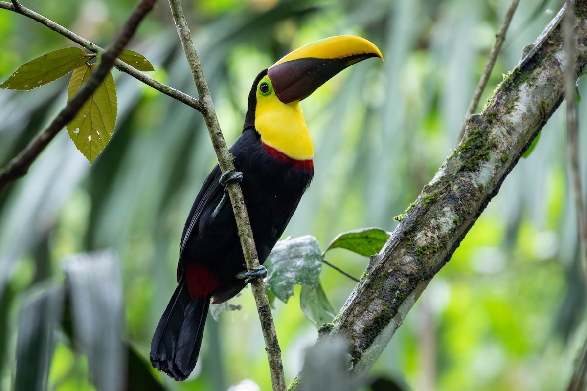 Yellow-throated Toucan (Chestnut-mandibled) - ML620150542