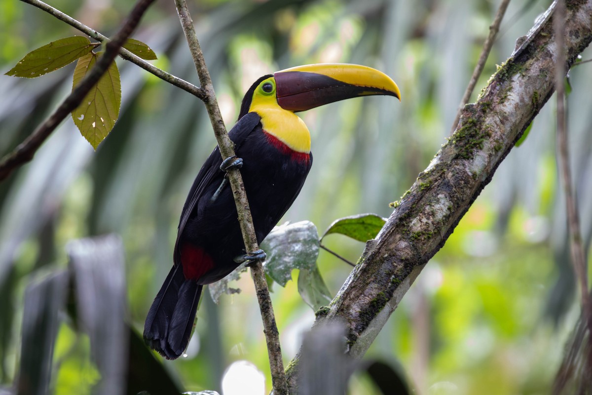 Toucan tocard (swainsonii) - ML620150543