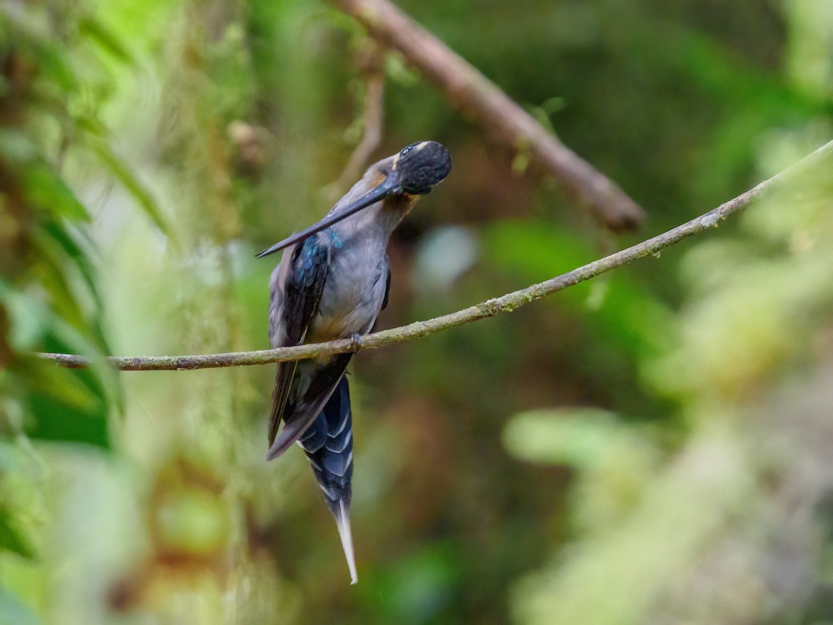 kolibřík šedobřichý - ML620150561