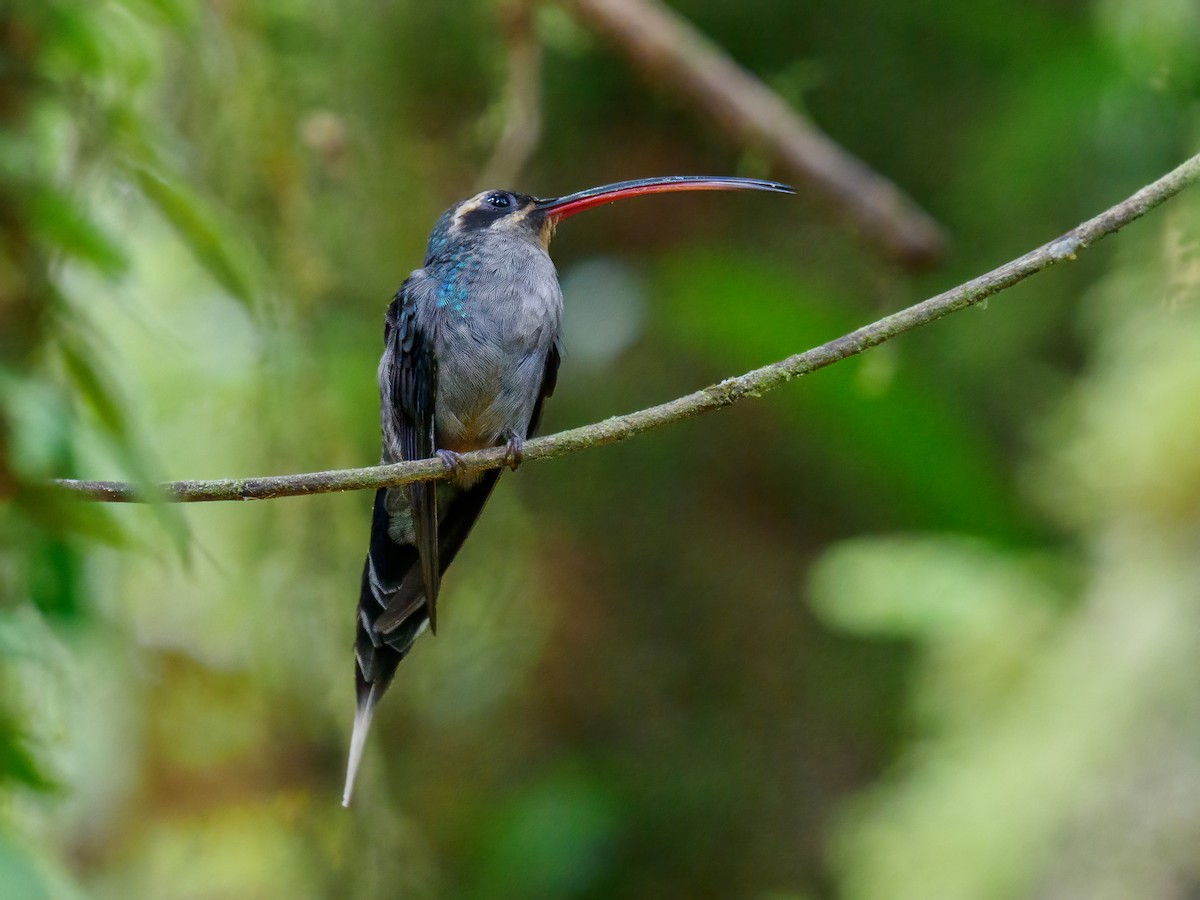 kolibřík šedobřichý - ML620150562