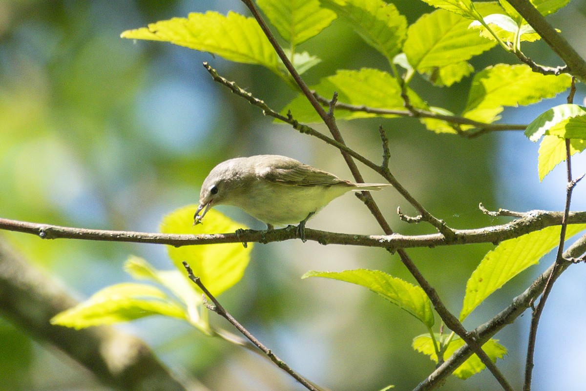 Warbling Vireo - ML620150567