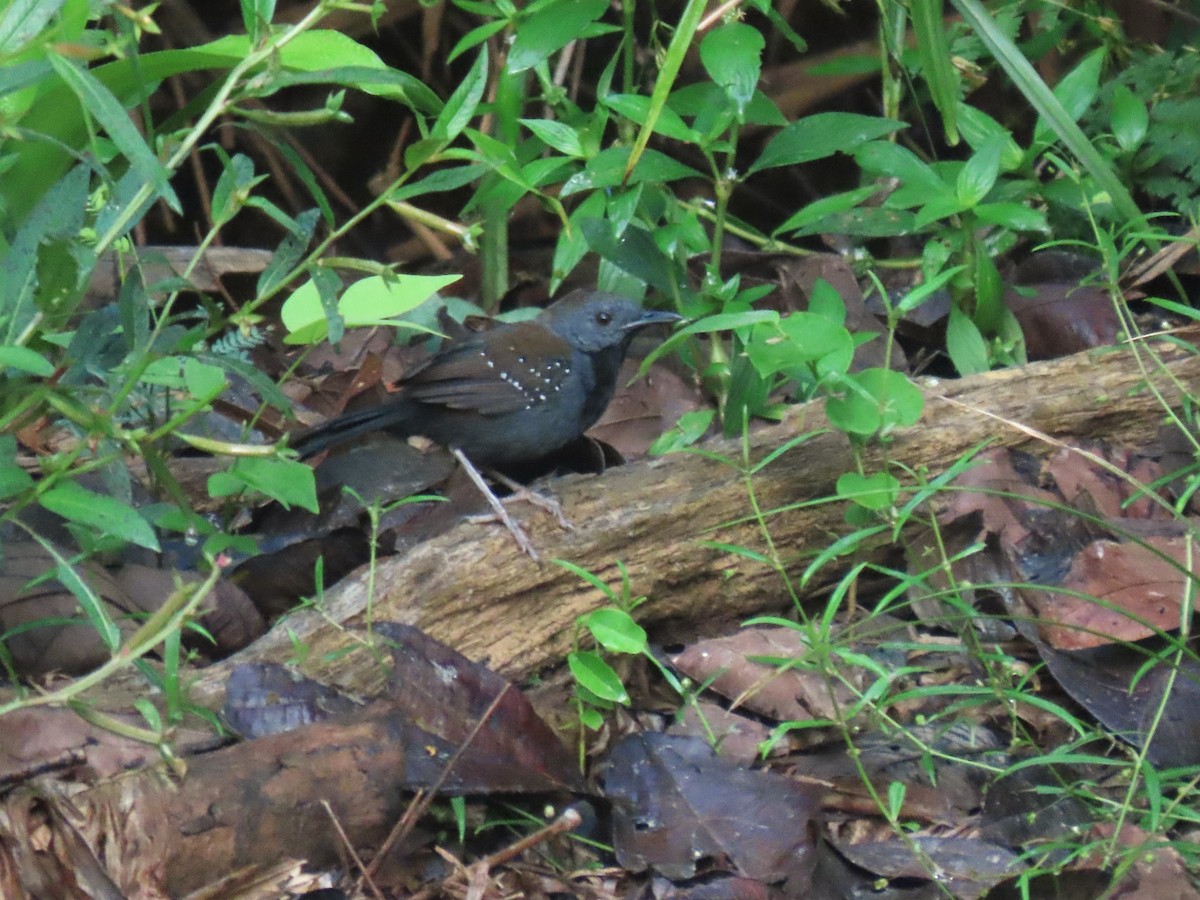 Black-throated Antbird - ML620150568