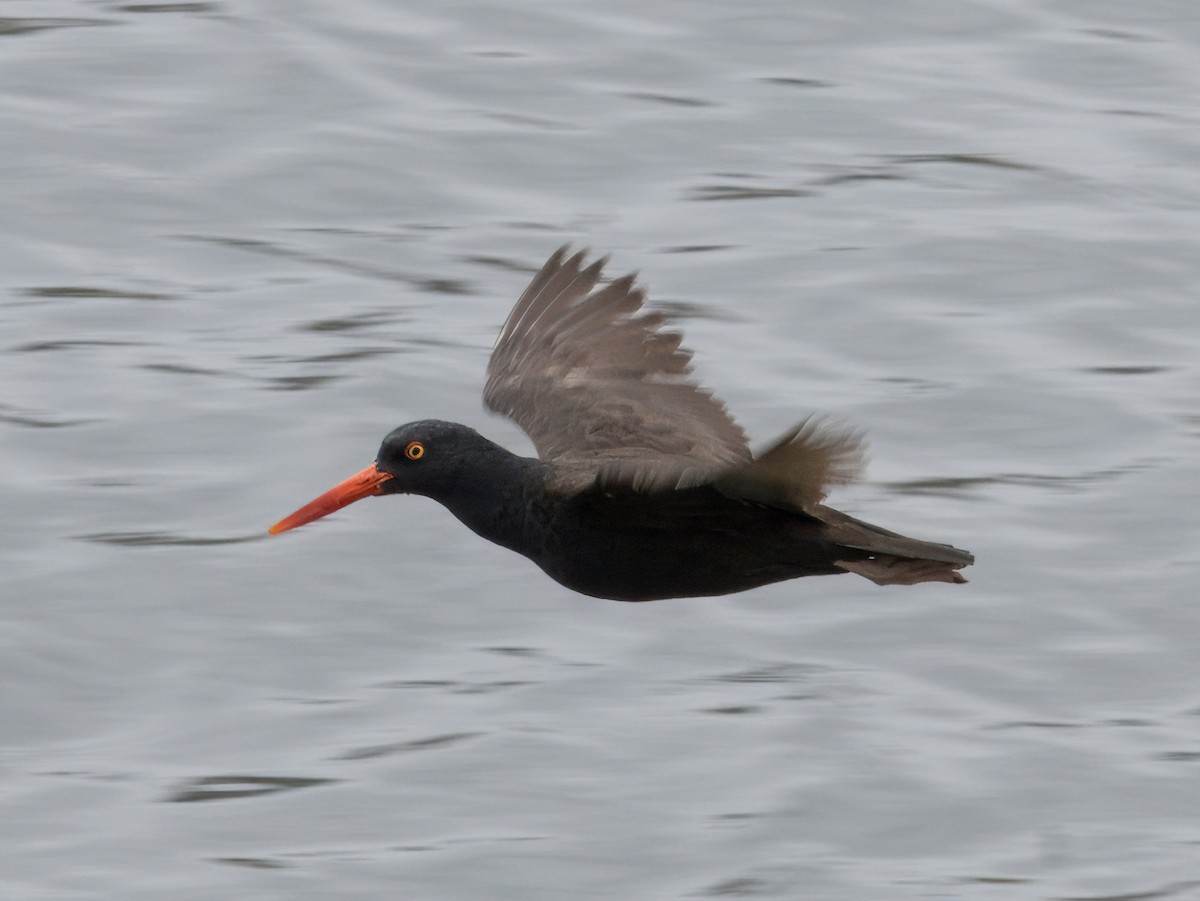 Black Oystercatcher - ML620150569