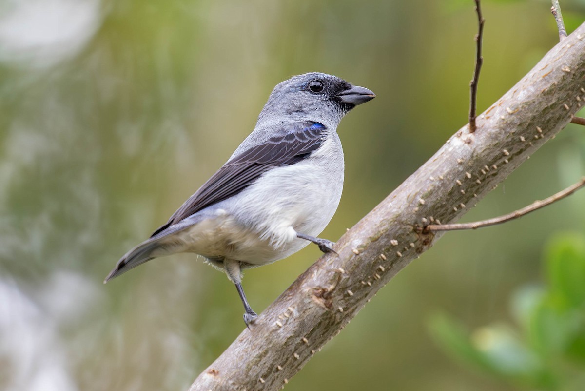 Plain-colored Tanager - ML620150570
