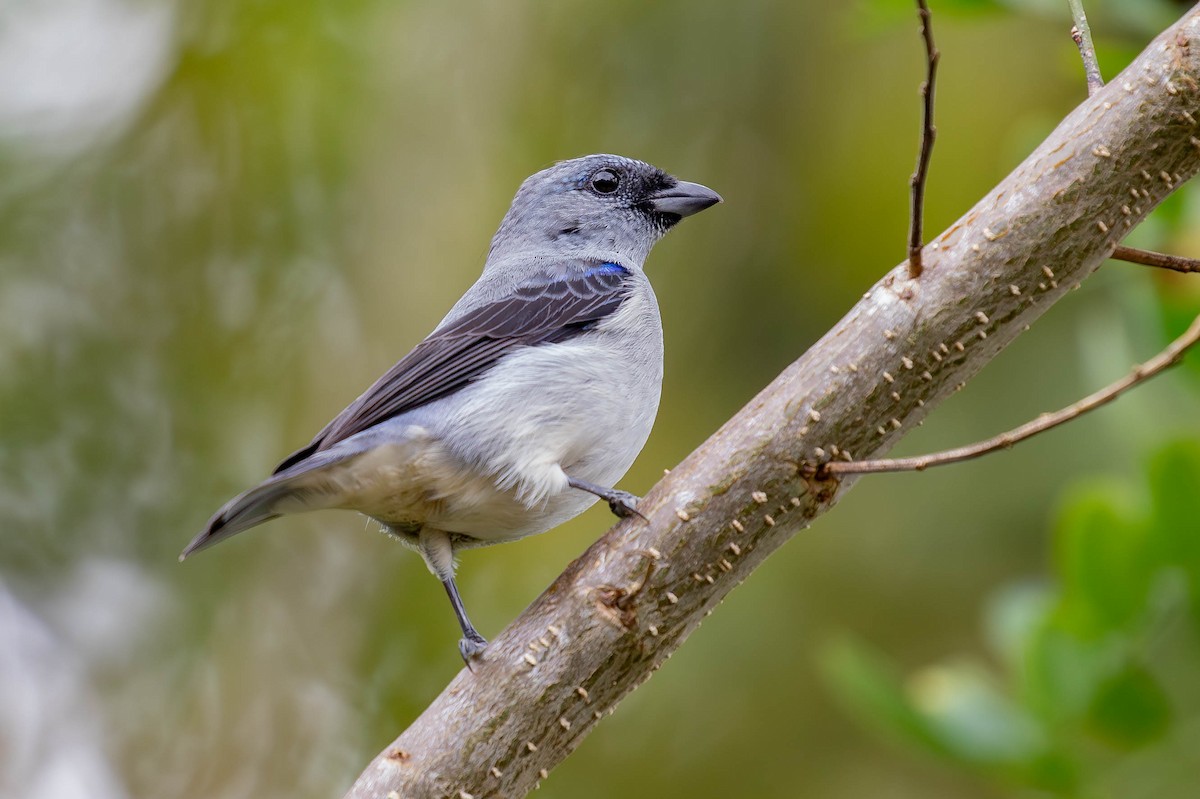 Plain-colored Tanager - ML620150571