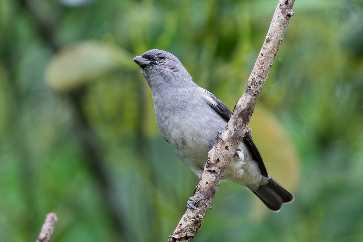 Plain-colored Tanager - ML620150572