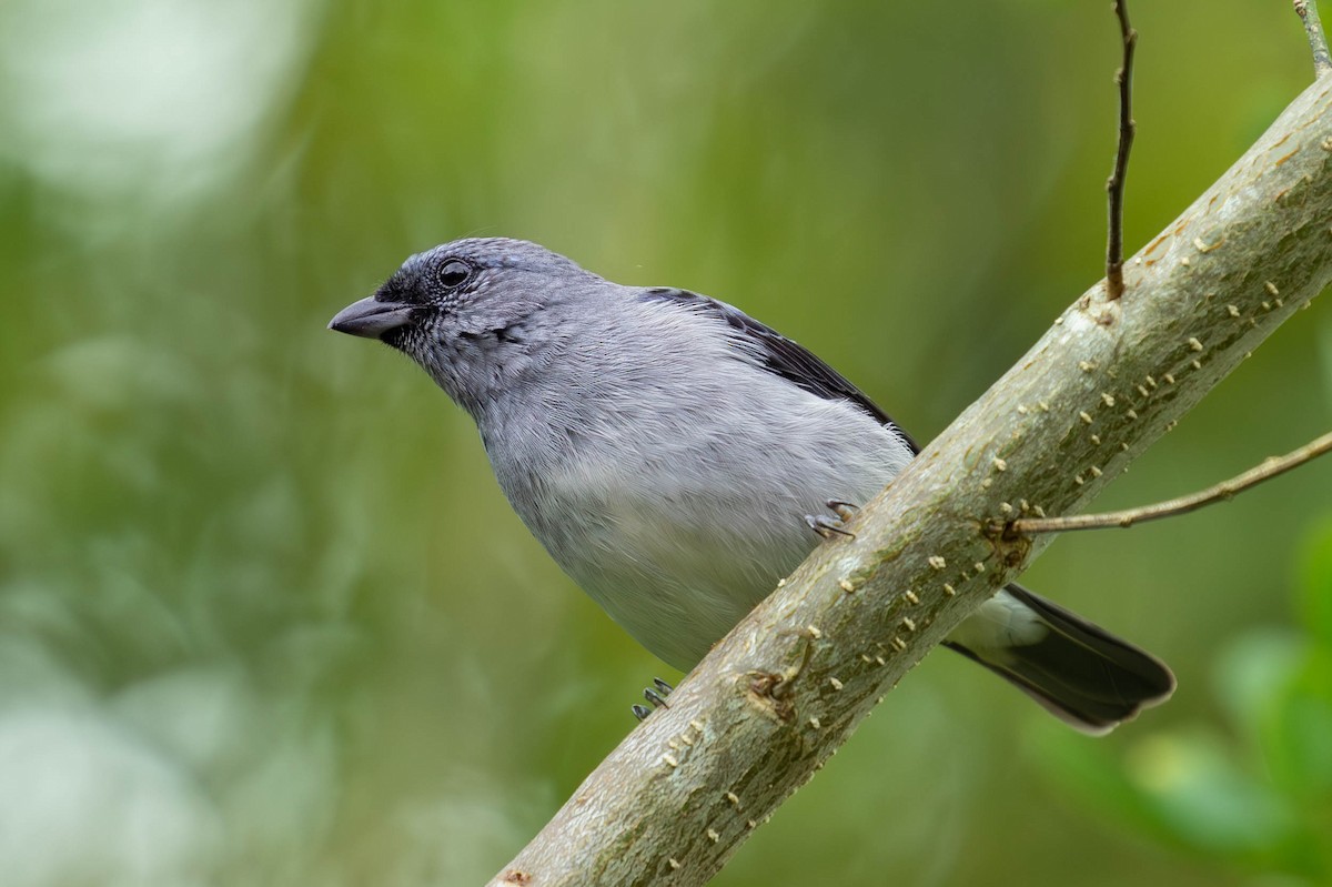 Plain-colored Tanager - ML620150573