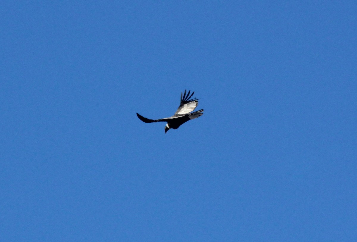 Andean Condor - ML620150594