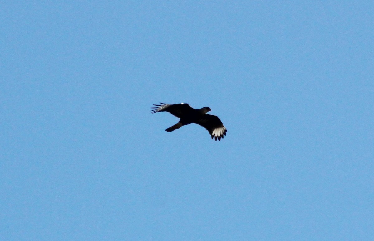 Crested Caracara - ML620150595