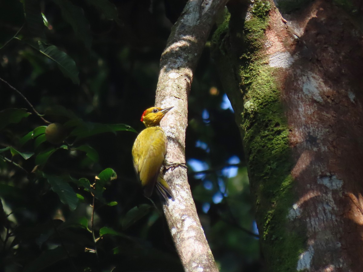 Yellow-throated Woodpecker - ML620150597