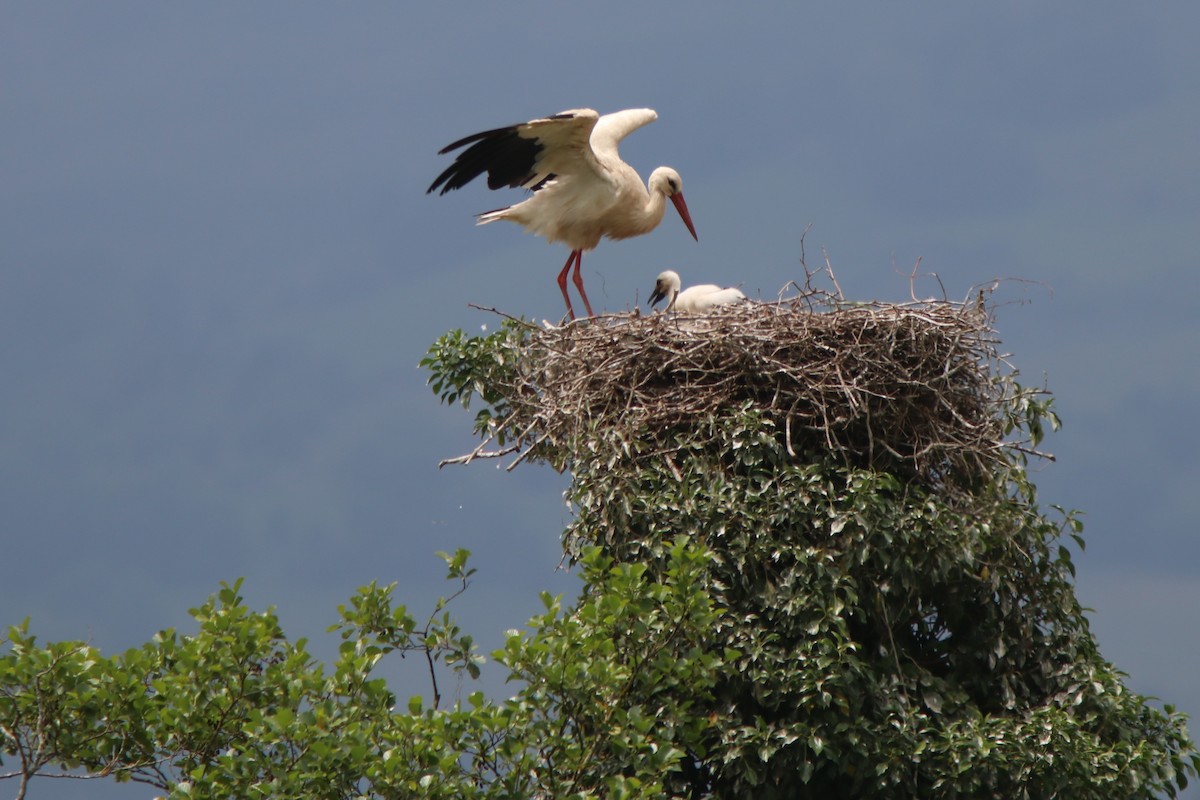 White Stork - ML620150599