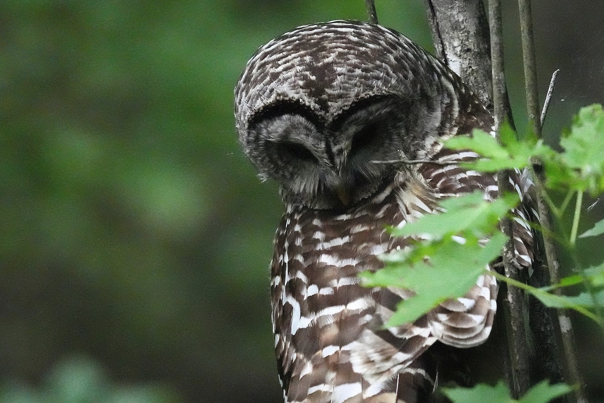 Barred Owl - ML620150612