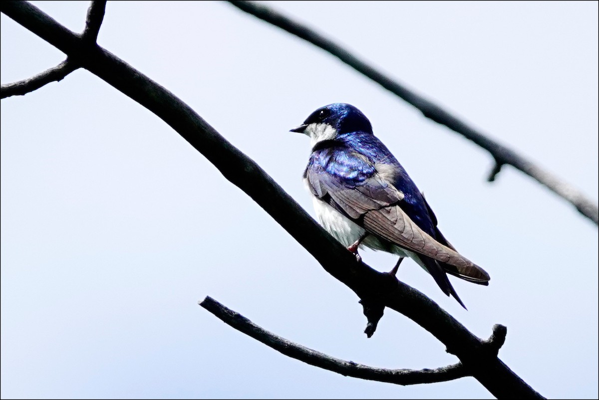 Golondrina Bicolor - ML620150620