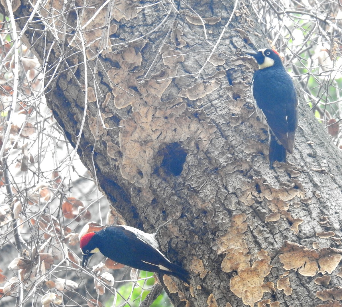 Acorn Woodpecker - ML620150626