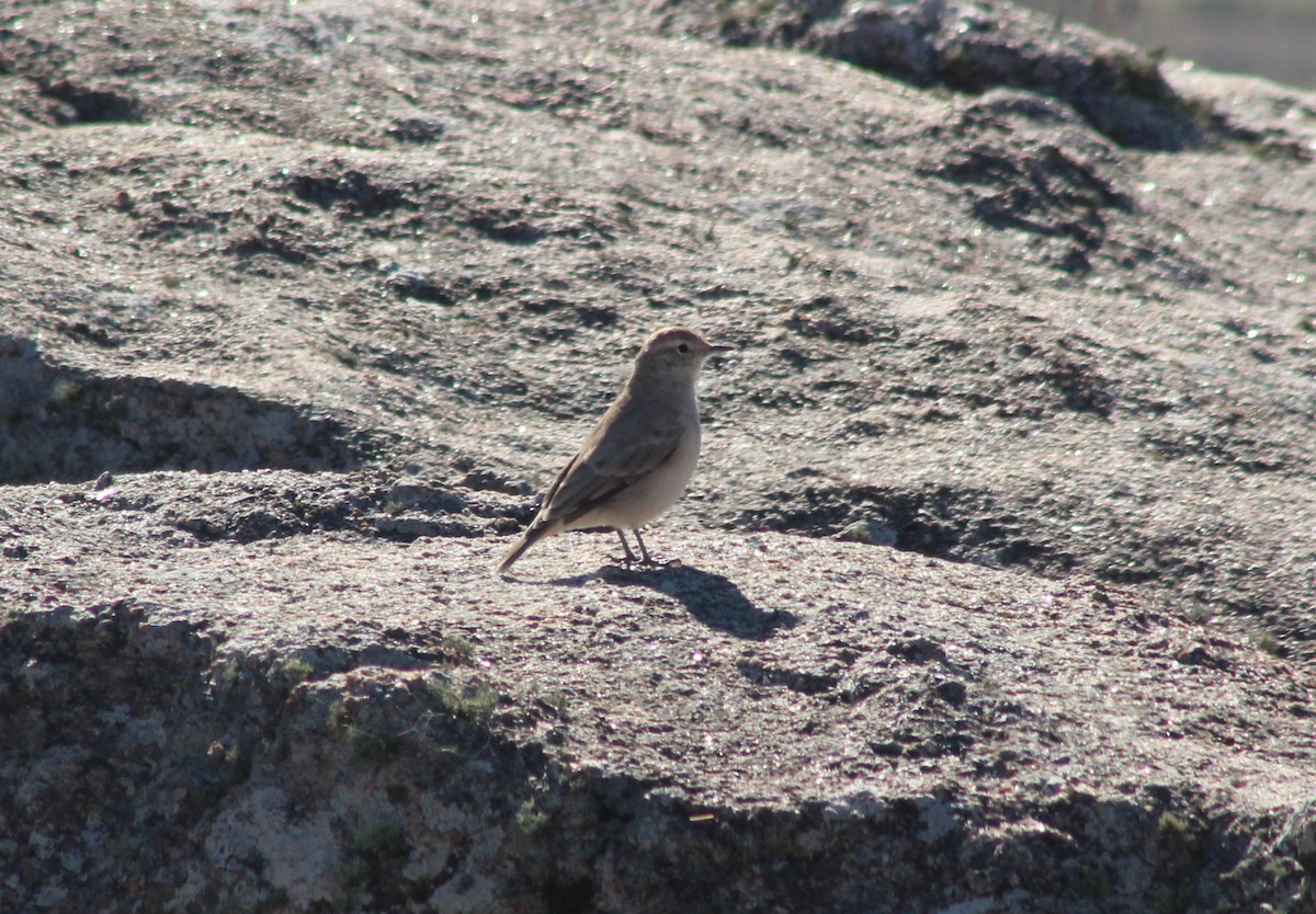 Géositte à ailes rousses - ML620150655