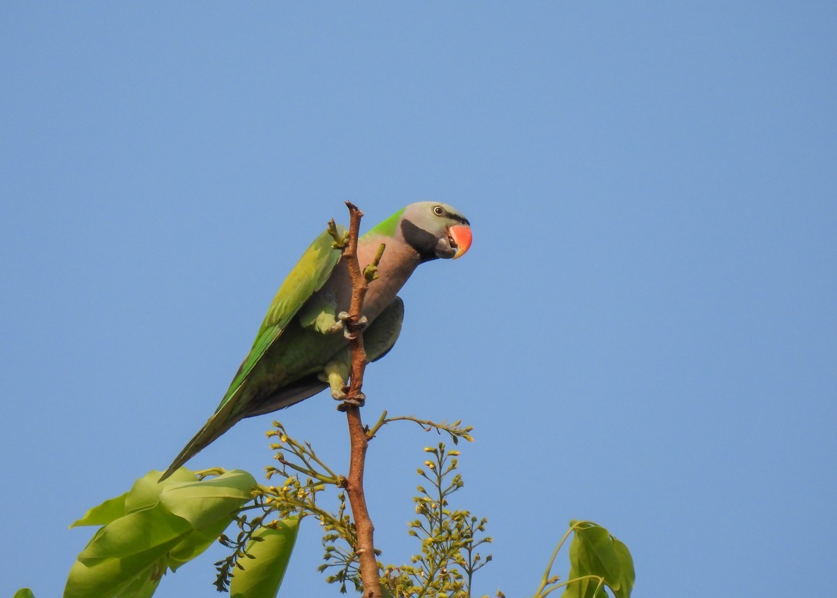 Red-breasted Parakeet - ML620150665