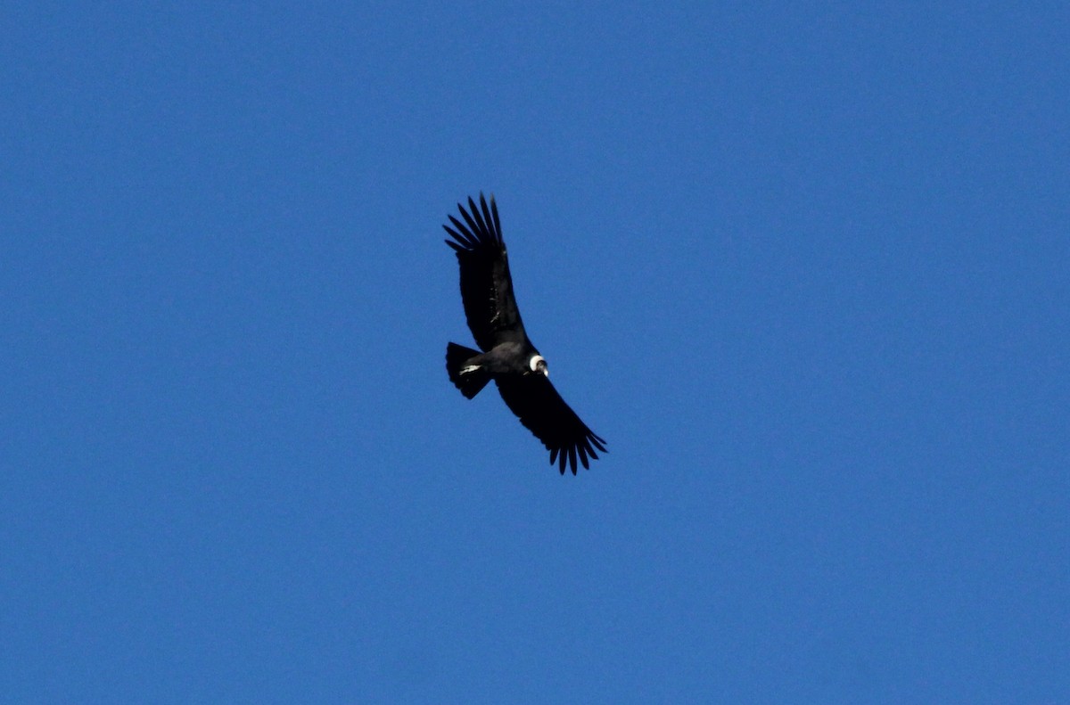 Condor des Andes - ML620150671