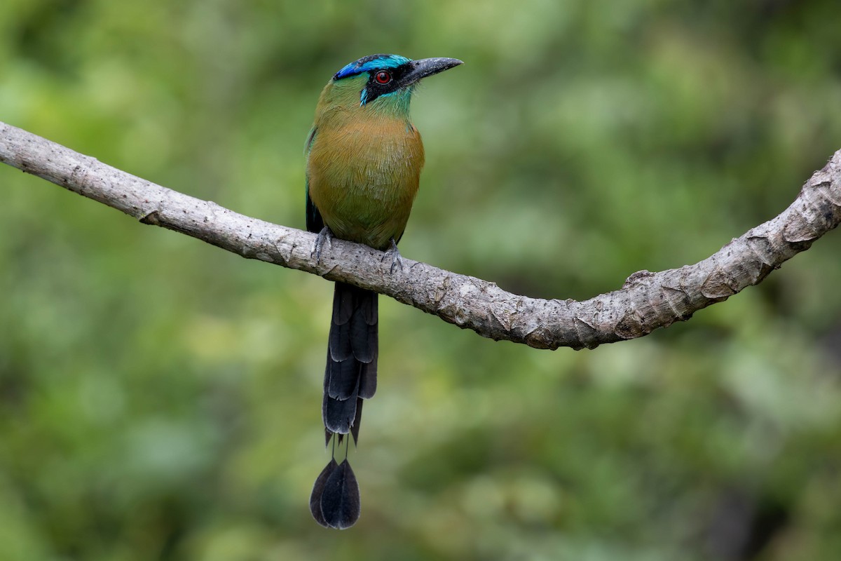 Lesson's Motmot - ML620150674