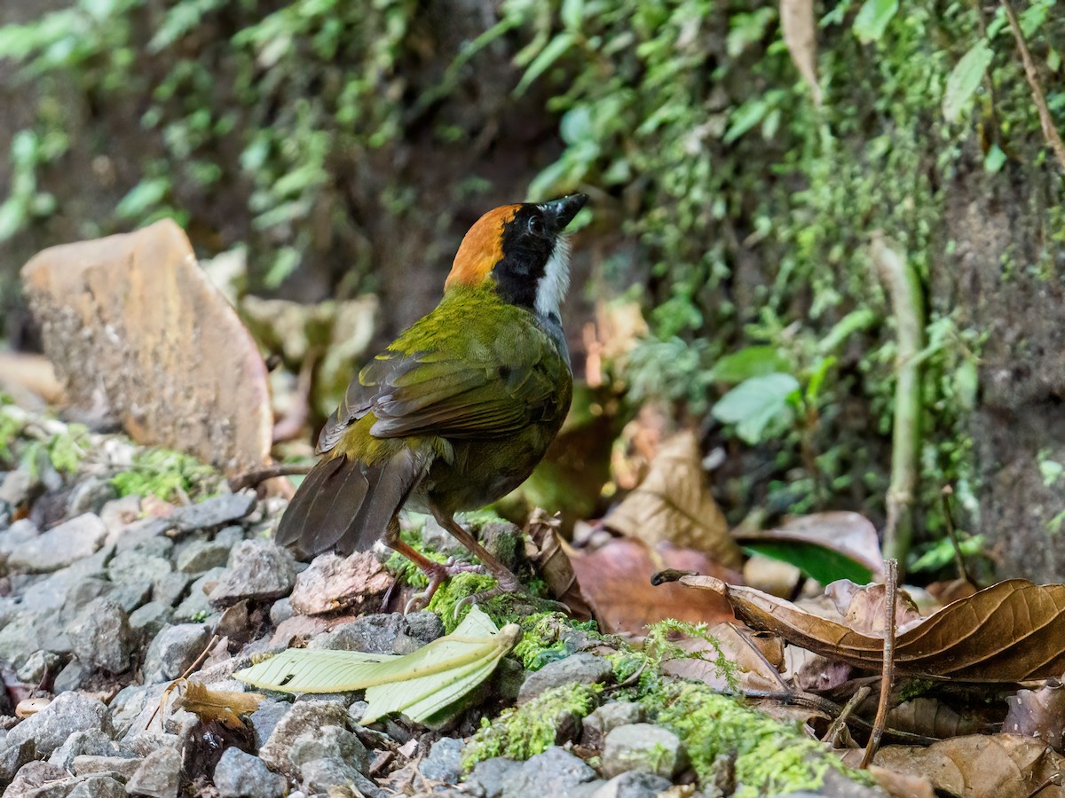 クリボウシヤブシトド - ML620150678