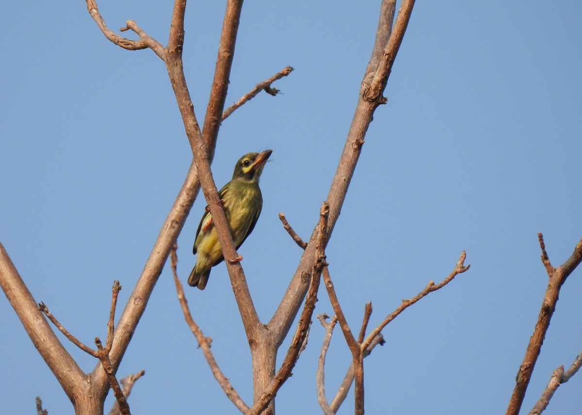 Coppersmith Barbet (Western Yellow-faced) - ML620150680
