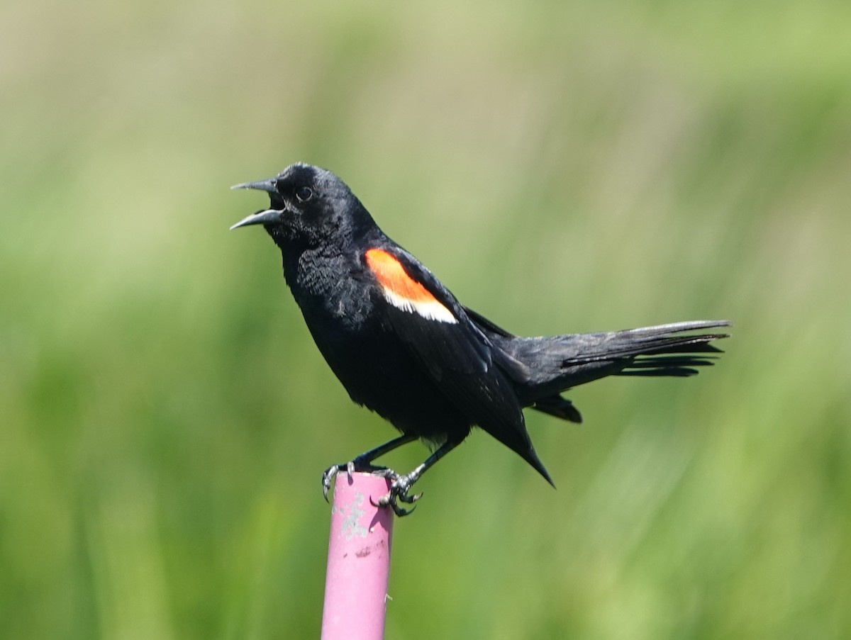 Red-winged Blackbird - ML620150685