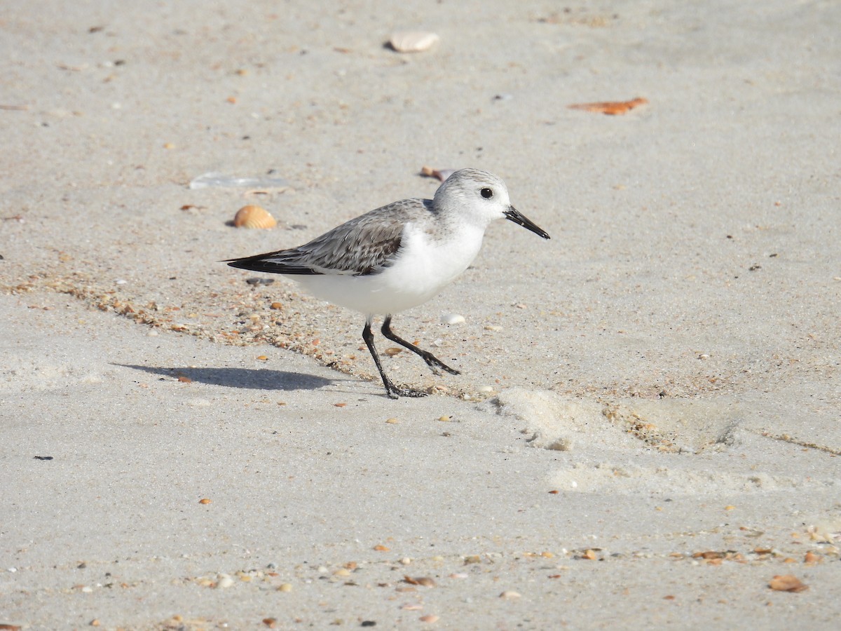 Bécasseau sanderling - ML620150691