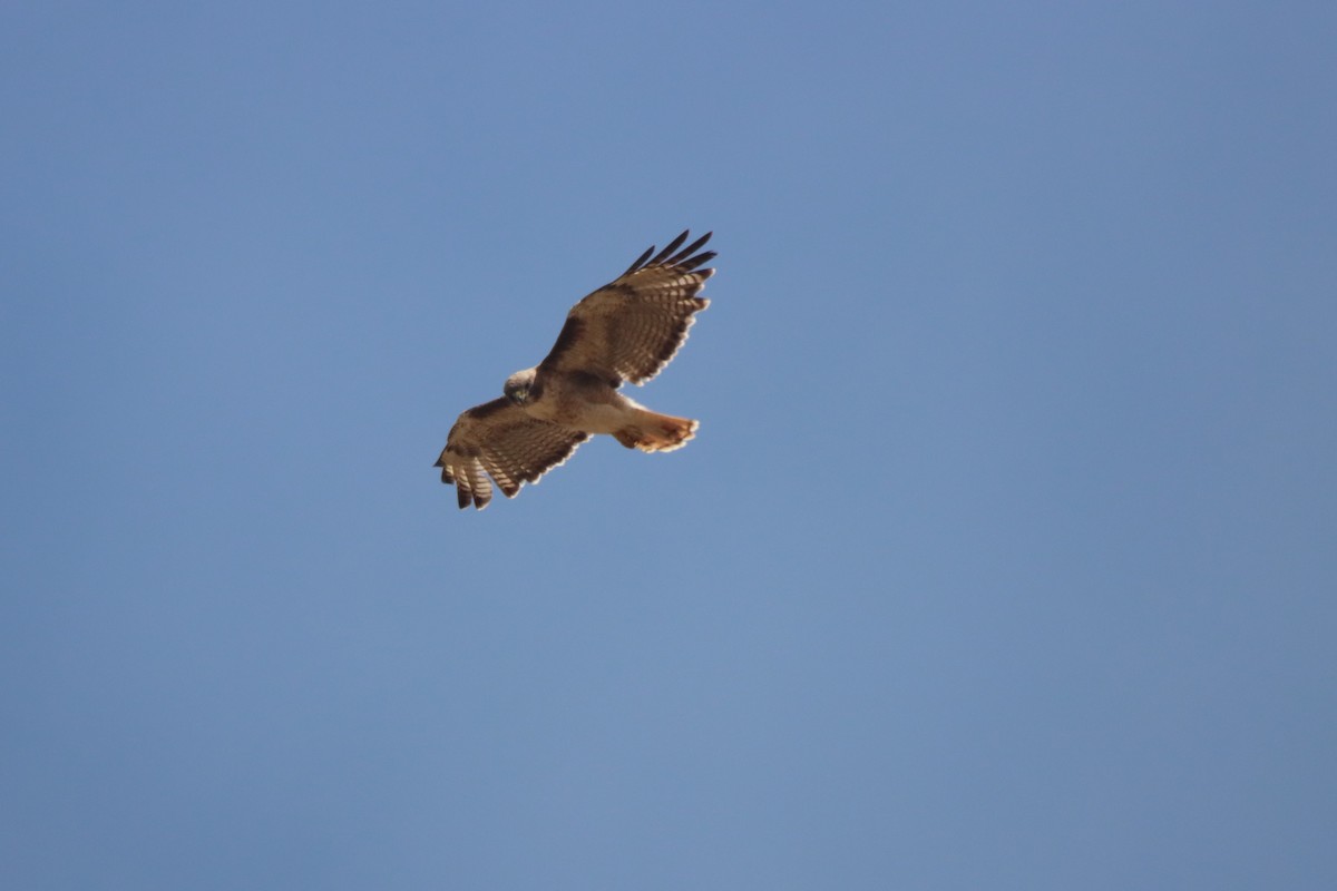 Red-tailed Hawk - ML620150697