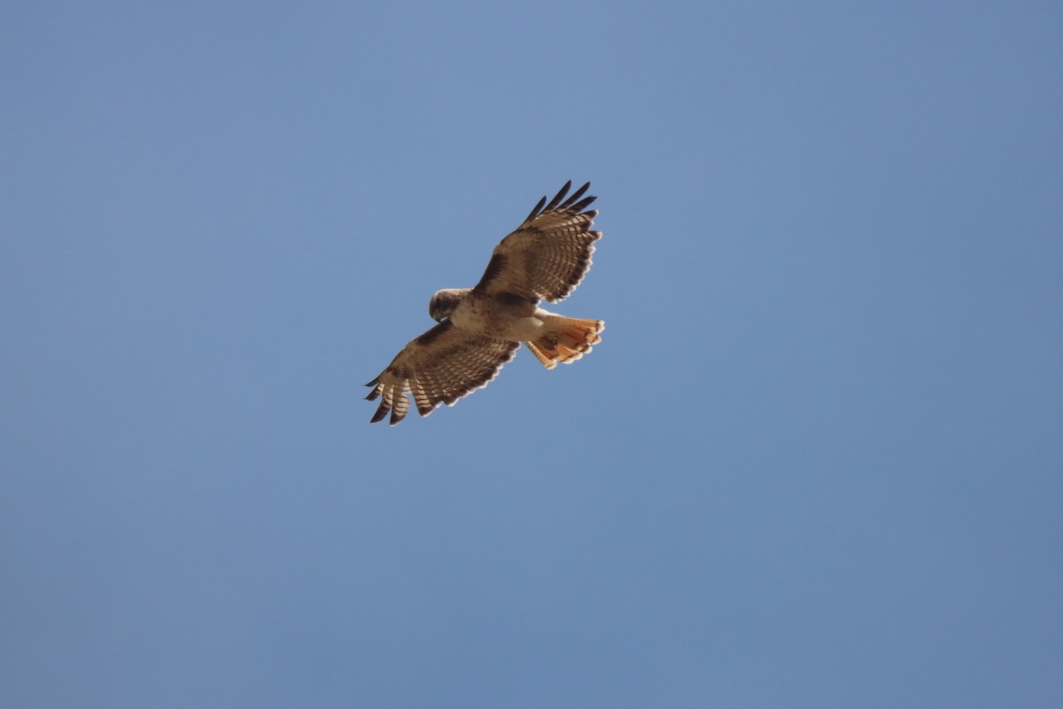 Red-tailed Hawk - ML620150698
