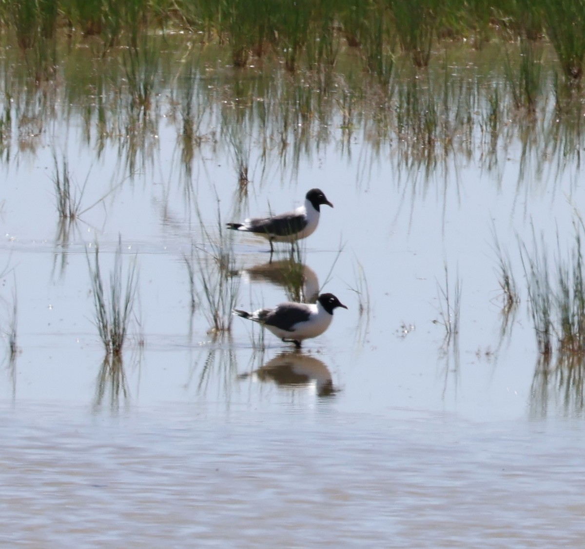 Franklin's Gull - ML620150704