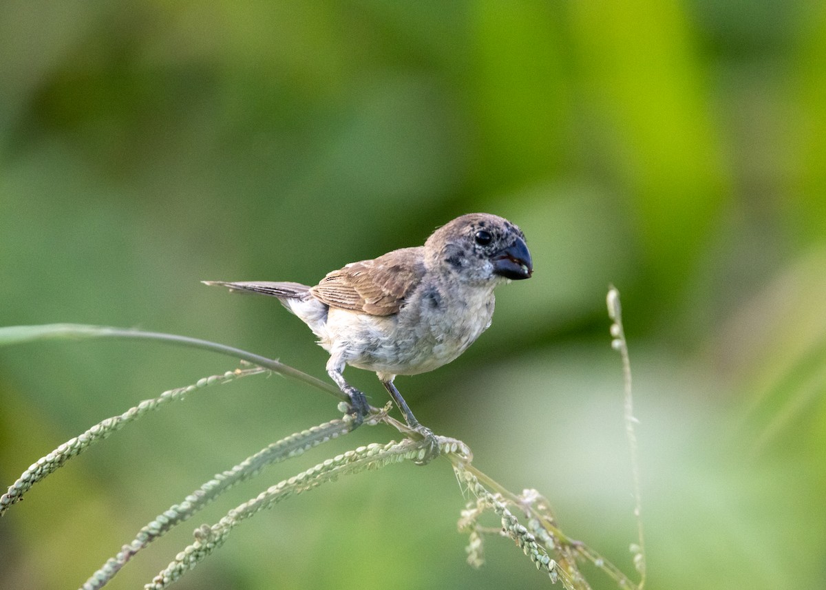 Wing-barred Seedeater - ML620150706