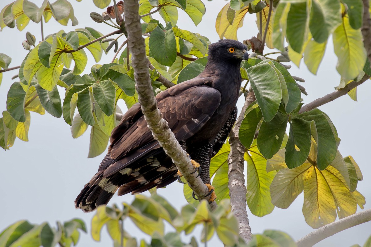 Black Hawk-Eagle - ML620150722