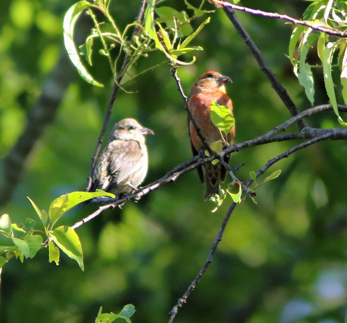 Red Crossbill - ML620150733