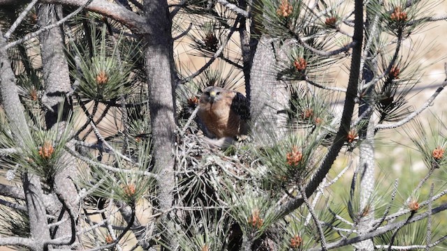 Red-shouldered Hawk (elegans) - ML620150737