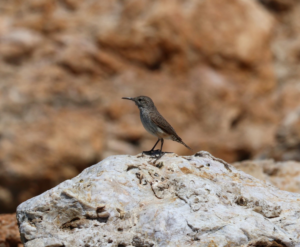 Rock Wren - ML620150738