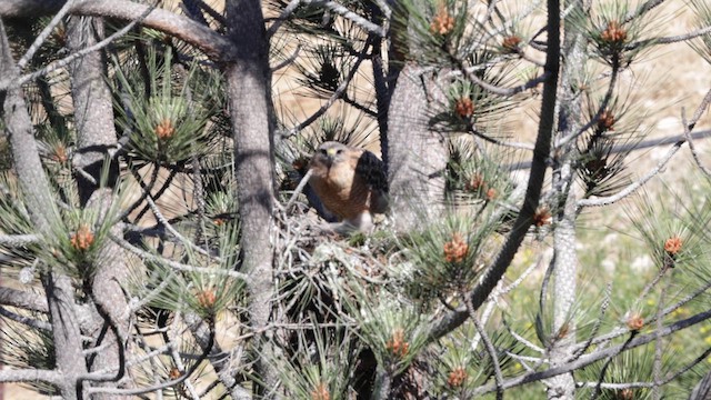 Red-shouldered Hawk (elegans) - ML620150739