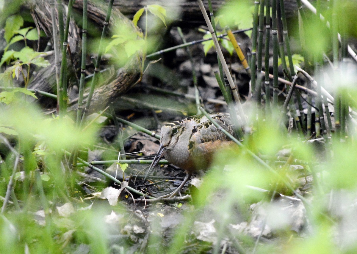 American Woodcock - ML620150794