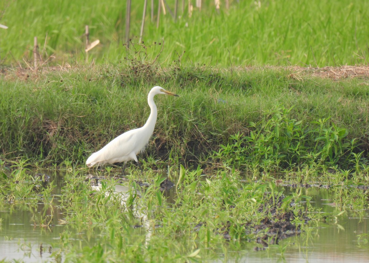 Medium Egret - ML620150795