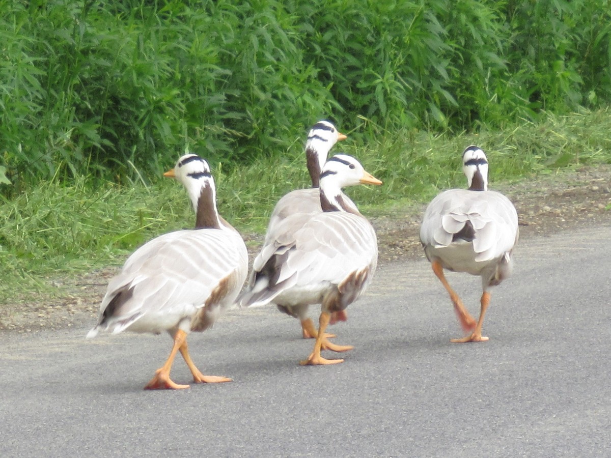 Bar-headed Goose - ML620150817