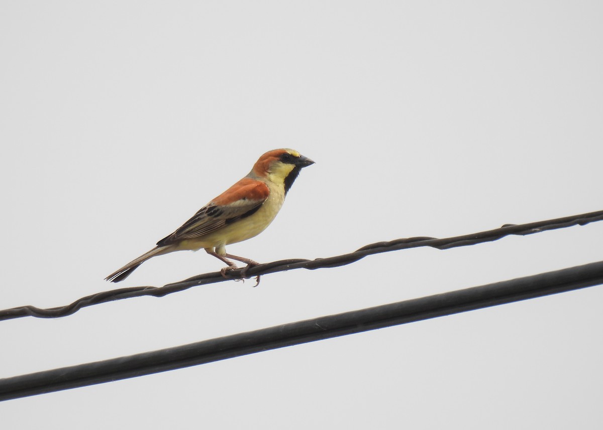 Plain-backed Sparrow - ML620150818