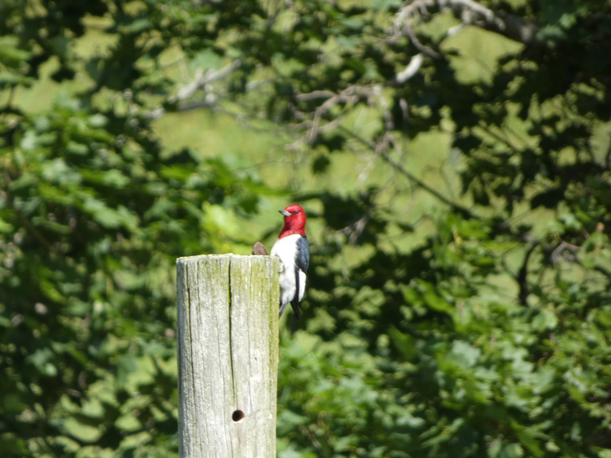Red-headed Woodpecker - ML620150822
