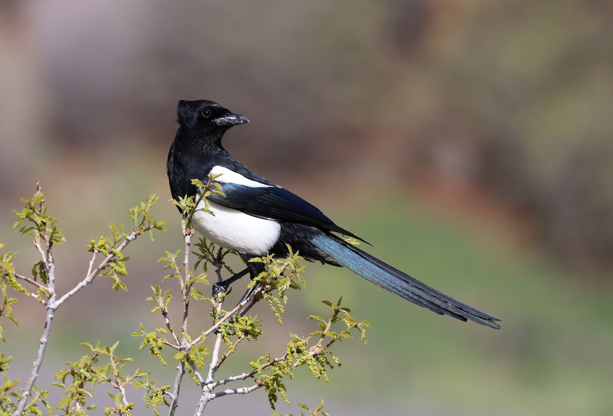 Black-billed Magpie - ML620150826