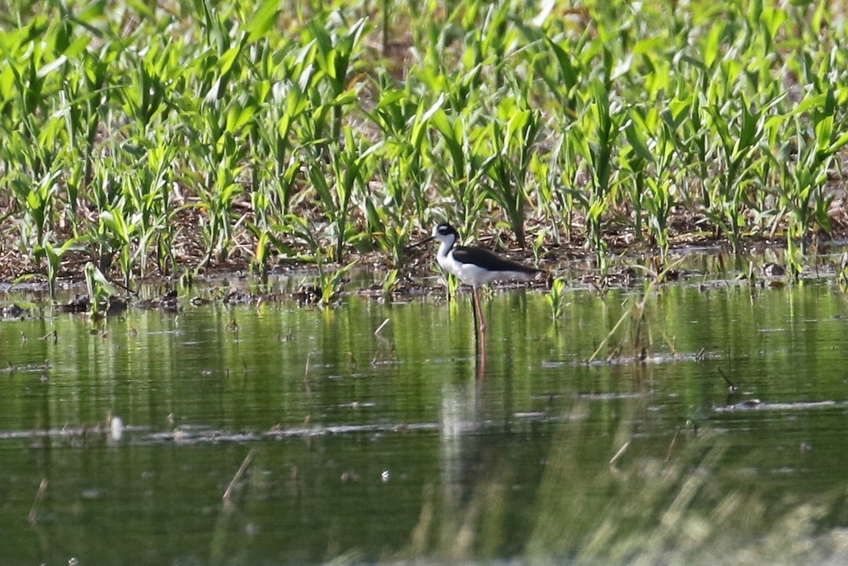 Black-necked Stilt - ML620150829