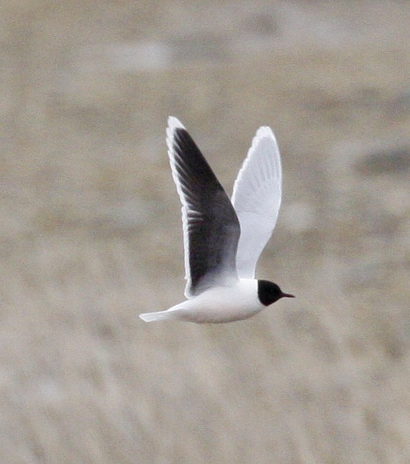 Gaviota Enana - ML620150830